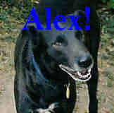 Alex 1
